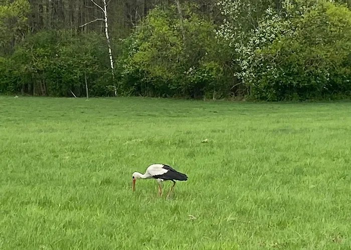 Mazurska Stodoła Na Półwyspie Pilchowskim *